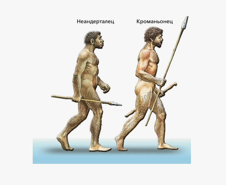неандертальцы-и-кроманьонцы